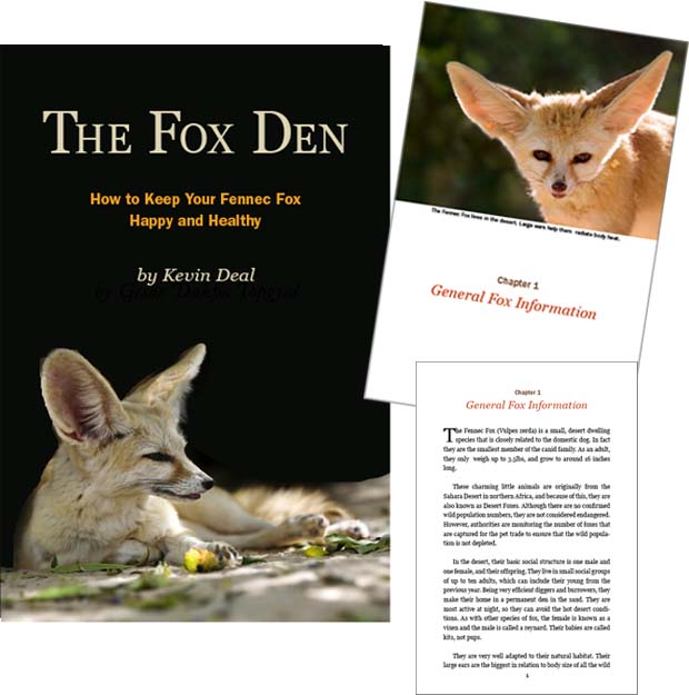Graphic Design of eBook on Fennec Foxes